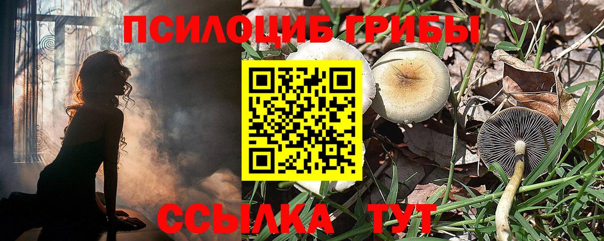 Владимир  Псилоцибиновые грибы Psilocybe  Вход с VPN 